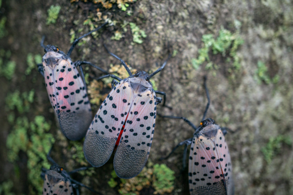 Zyme-A-Bug - ZymeAffect Enzyme Products